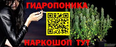 прущие грибы Комсомольск-на-Амуре